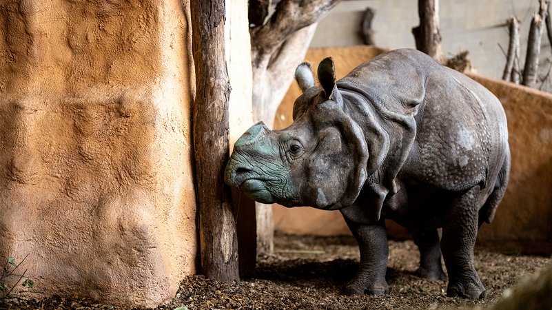 Nashorn Bulle Gainda nach der Ankunft im Tiergarten Nürnberg | Bild: Thomas Hahn / Tiergarten Nürnberg Nashorn Bulle Gainda nach der Ankunft im Tiergarten Nürnberg