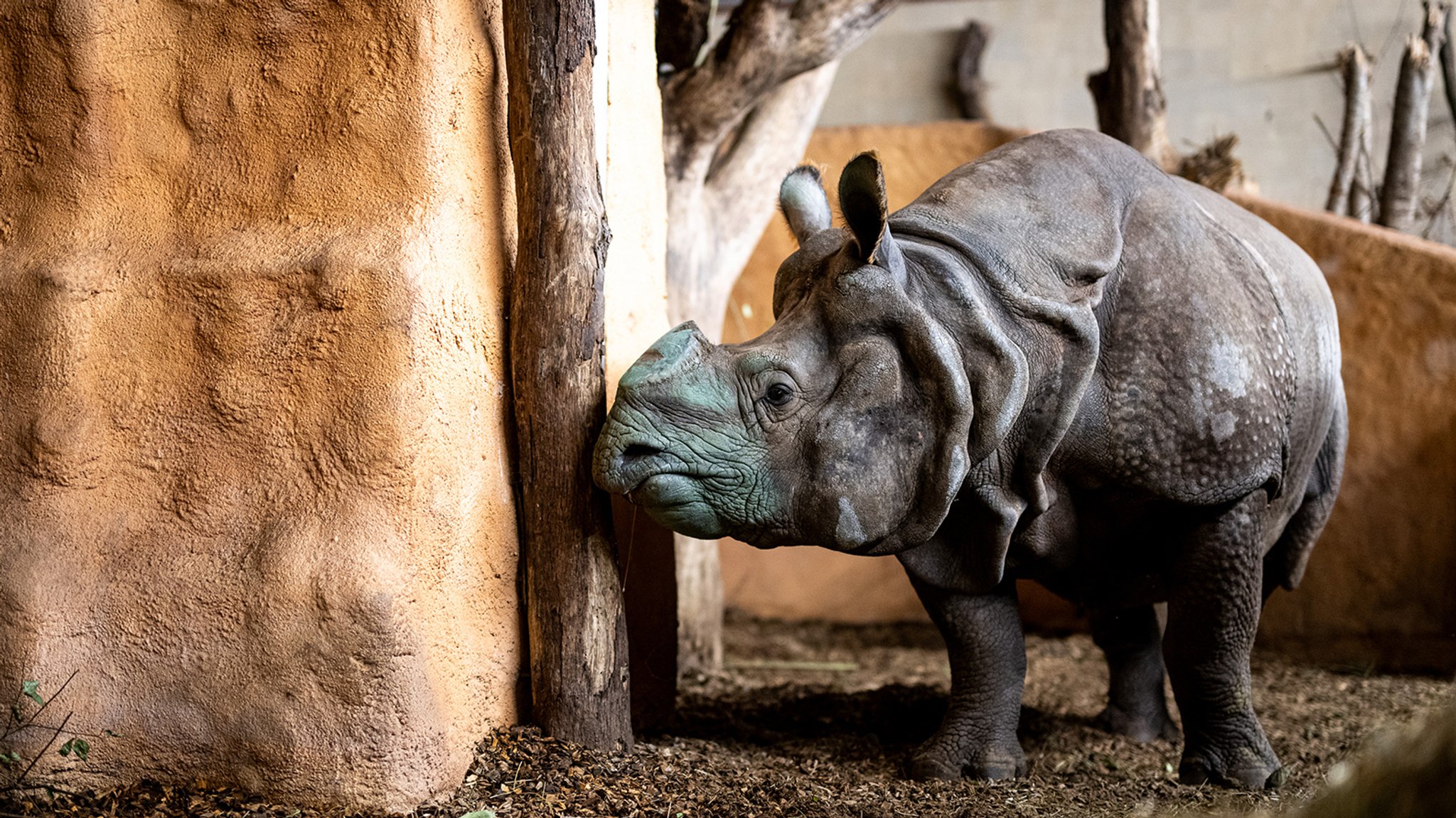 Nashorn Bulle Gainda nach der Ankunft im Tiergarten Nürnberg