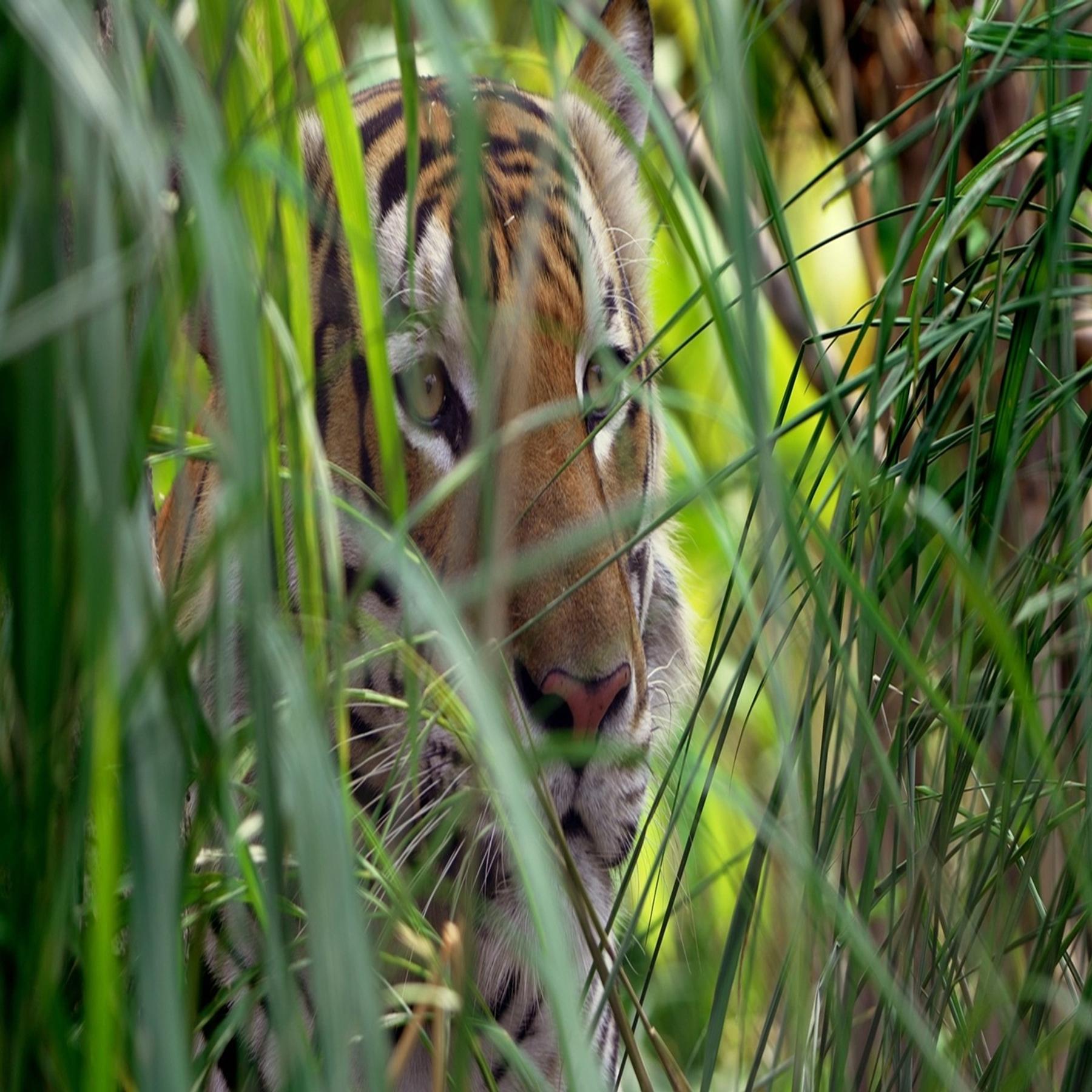 Im Dschungel von Kerala - Notizen aus Indien episode artwork