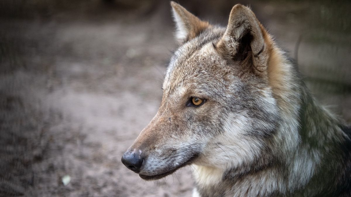 Ein Wolf mit grau-braunem Fell guckt in die Ferne.