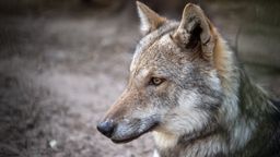 Ein Wolf mit grau-braunem Fell guckt in die Ferne. | Bild:dpa-Bildfunk/Sina Schuldt