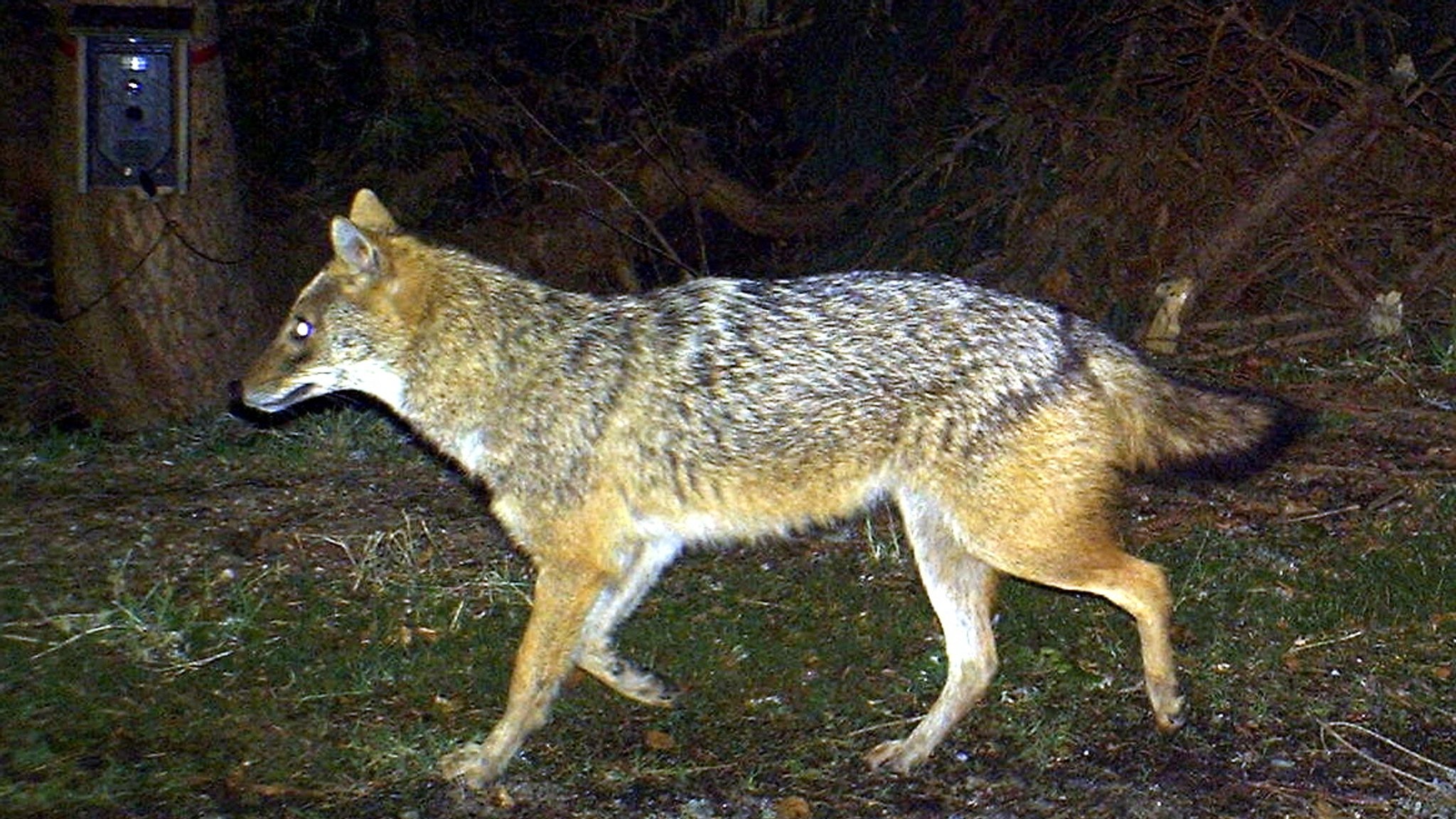 Das Foto eines Goldschakals, der 2012 im Bayerischen Wald in eine Fotofalle tappte. 