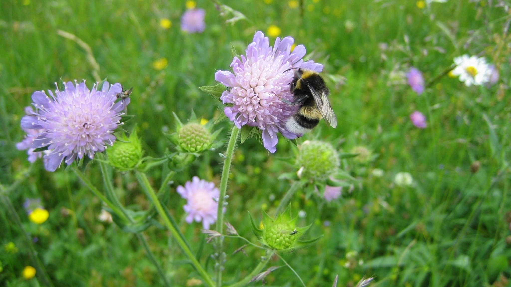 Mehr Arten in den Garten - gegen das Insektensterben 