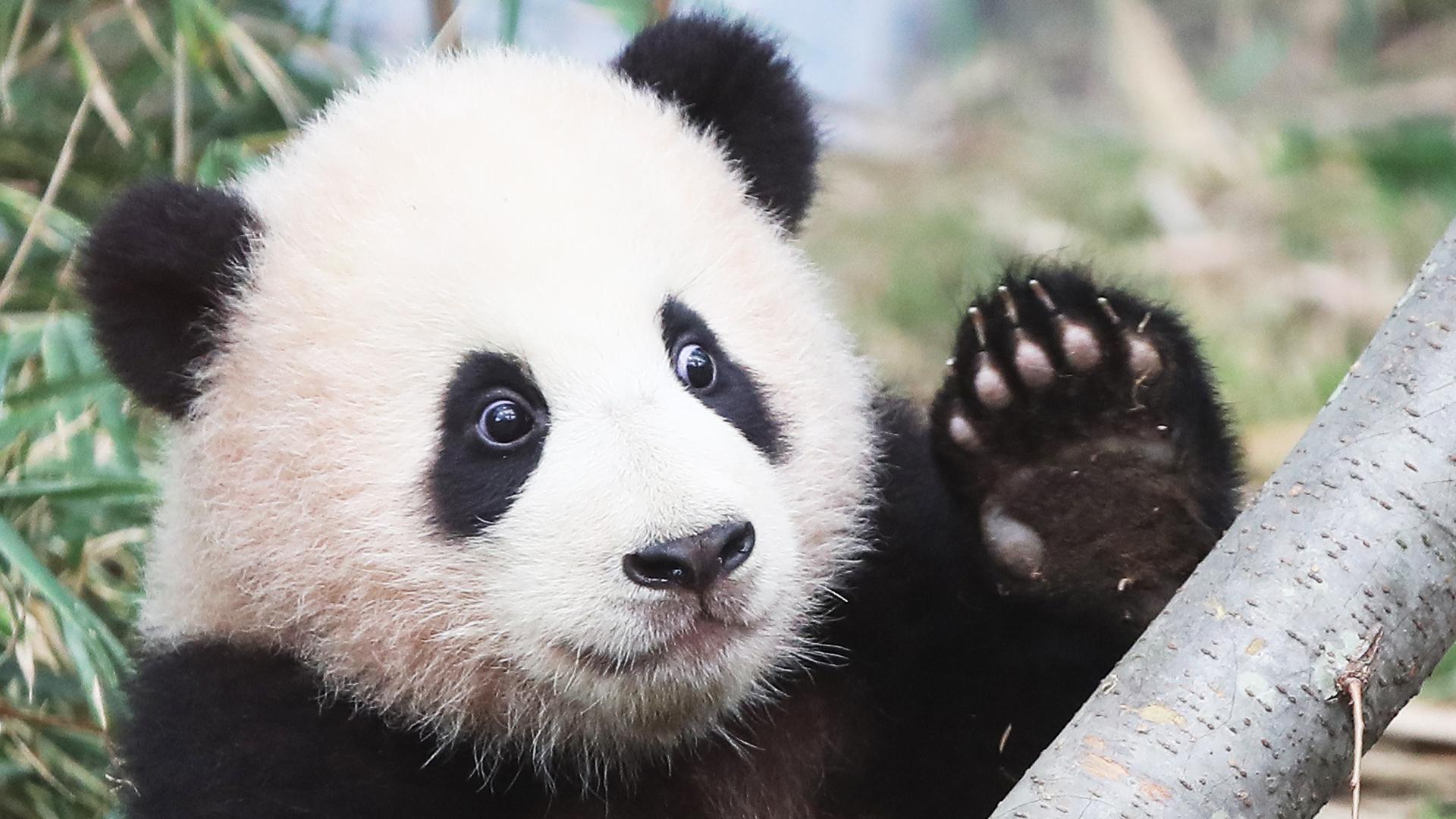 Zoo-Video geht viral Riesenpanda-Baby wird Internet-Star! | BAYERN 3