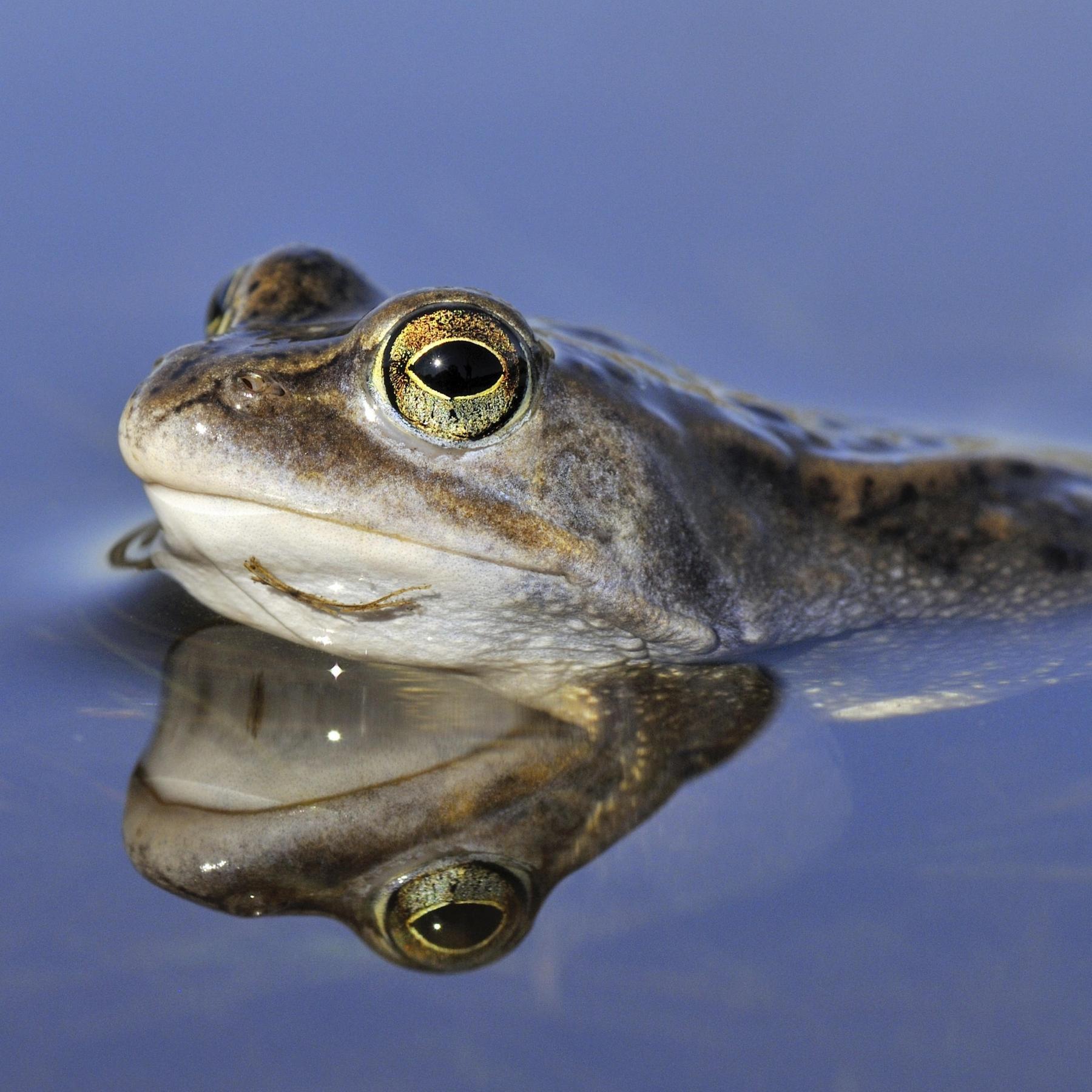 Der Frosch auf dem Laufsteg - Was bringt der Titel "Tier des Jahres"? - podcast episode cover