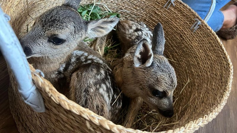 Zwei Rehkitze in einem Korb | Bild: privat/Axel Köppen Zwei Rehkitze in einem Korb