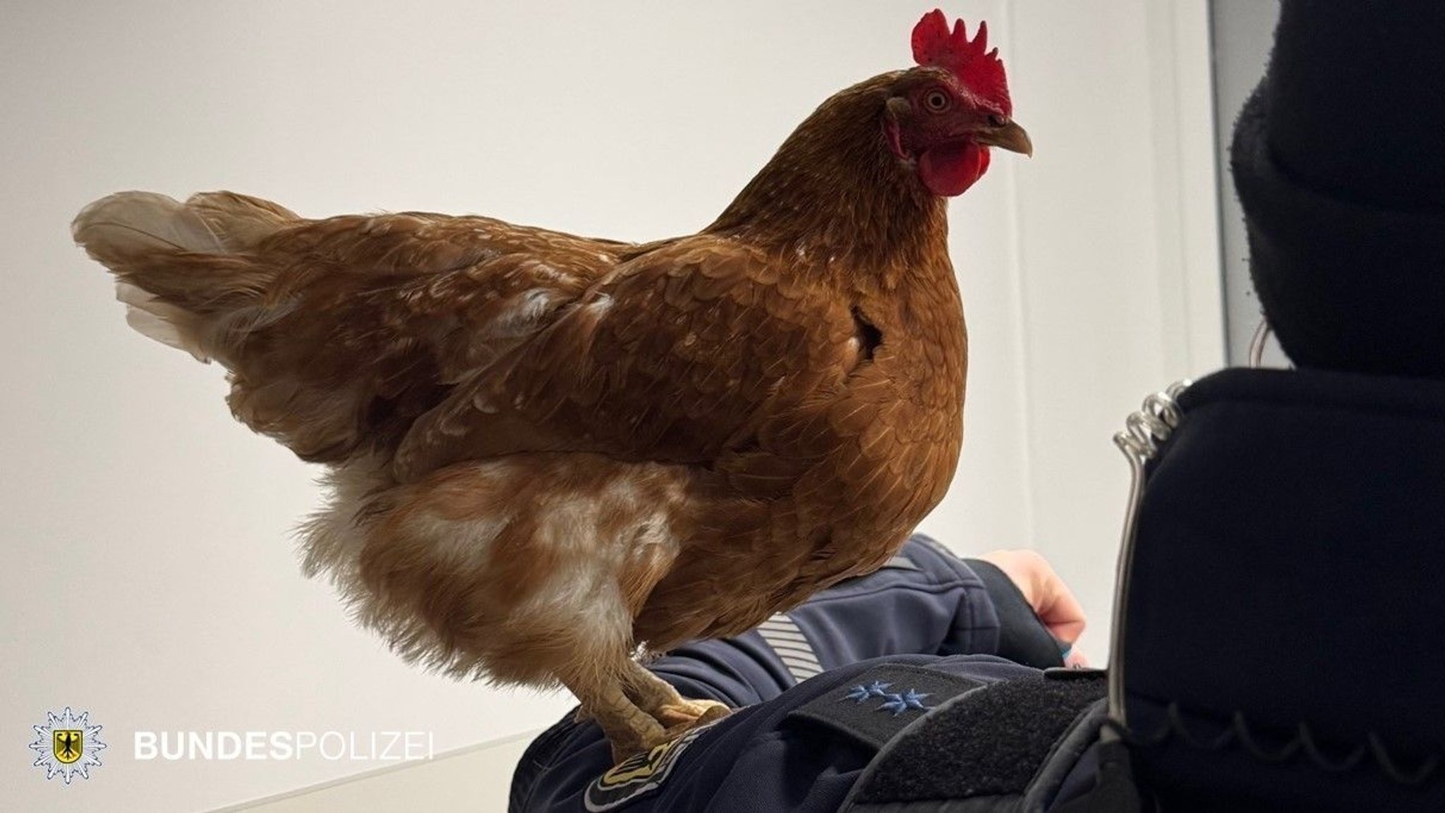 Huhn Henrietta in München: Rätsel um Ausflug gelöst 