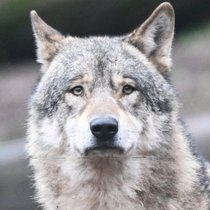 Wenn die Wölfe wiederkommen | Bild: dpa-Bildfunk/Bernd Weißbrod