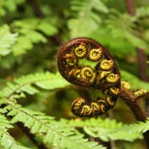 Nature writing - Natur als Sprachlandschaft | Bild: picture-alliance/dpa