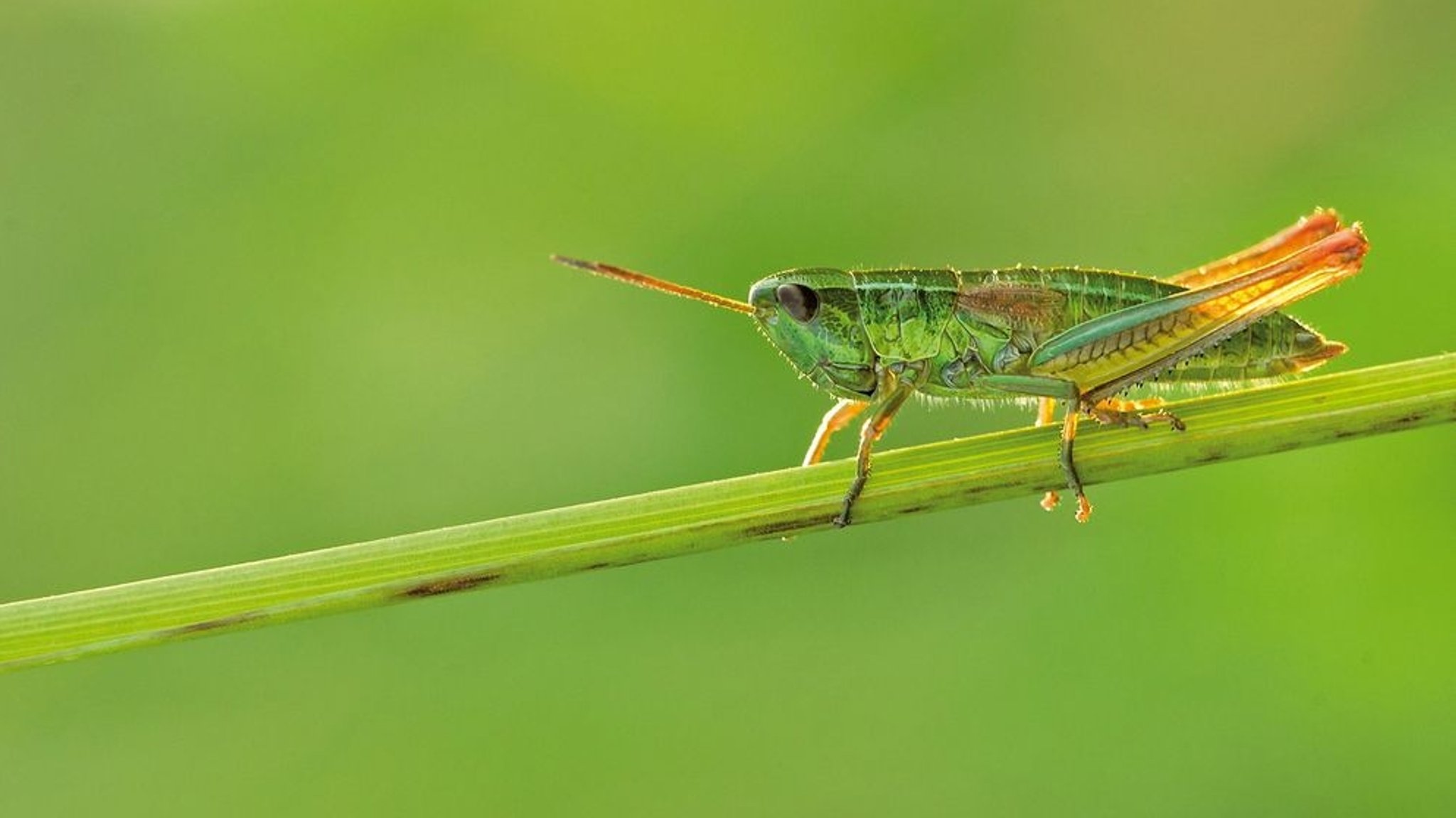 Studie zum Insektensterben