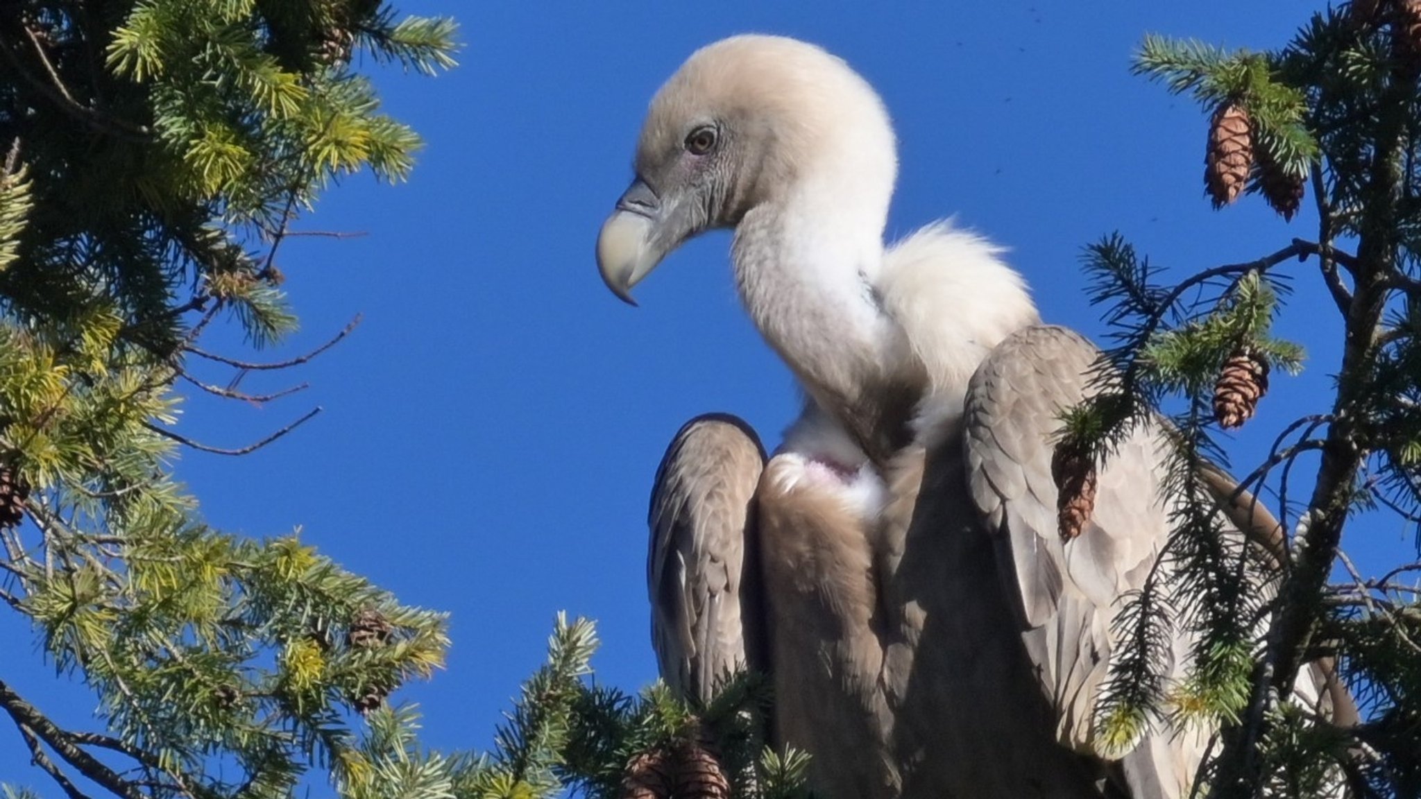 Gänsegeier auf einem Baum in Bad Reichenhall