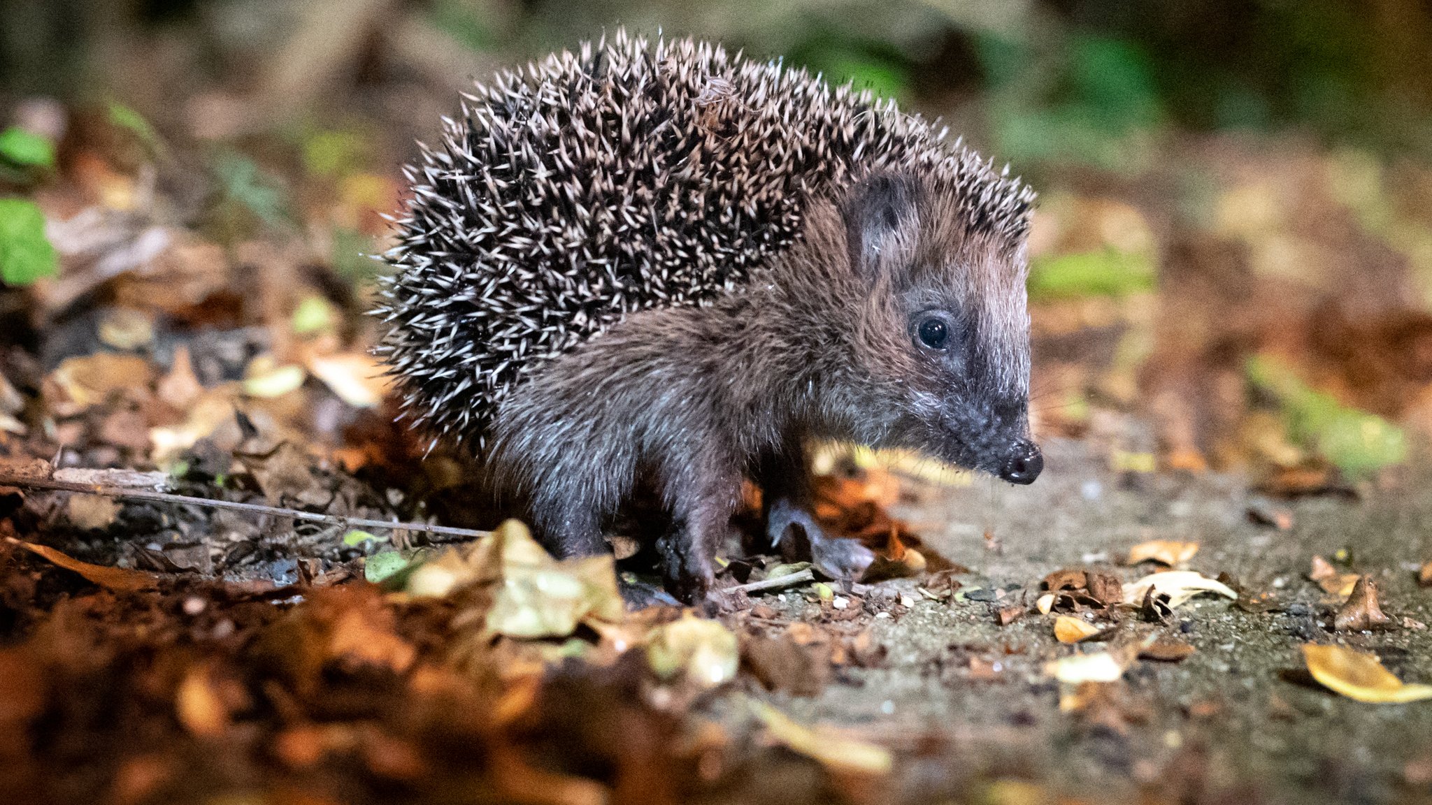 Überwintern: Wann Igel Ihre Hilfe brauchen