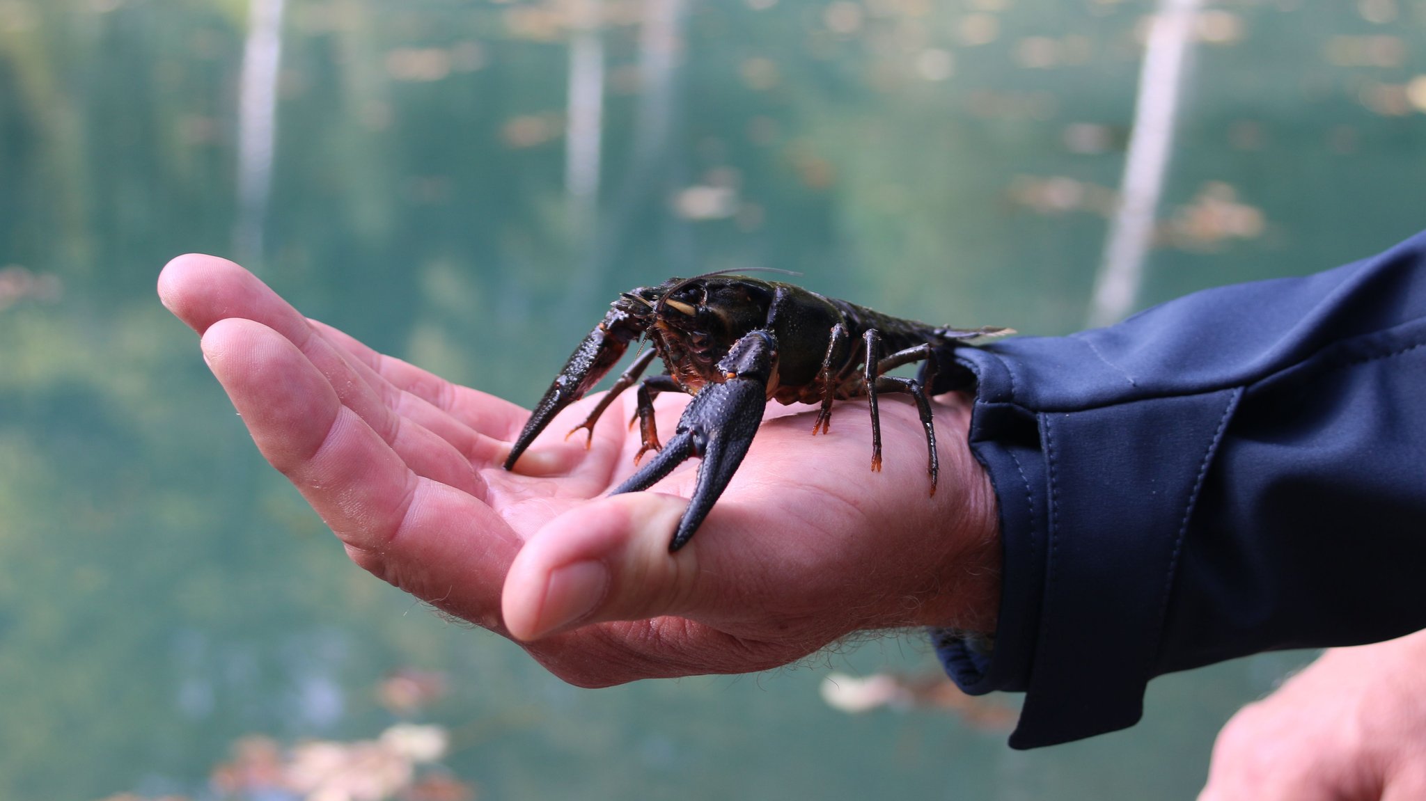 Ein Edelkrebs aus dem Rottachsee, kurz bevor der schwäbische Fischereifachberater Oliver Born ihn in den Klosterweiher in Irsee entlässt.