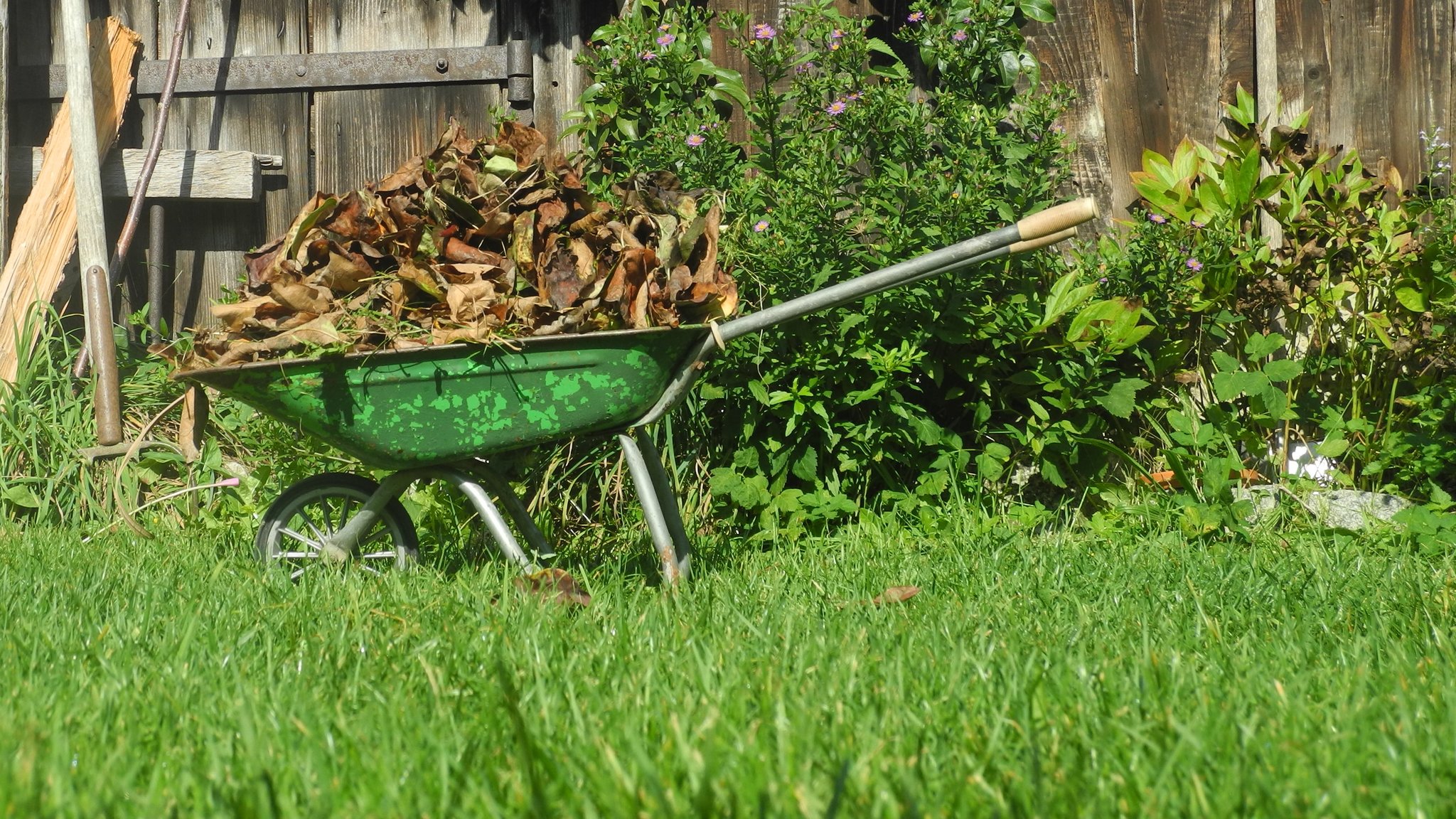 Ein Kinderschubkarren voll mit Herbstlaub  steht im Garten vor einer Schuppenwand