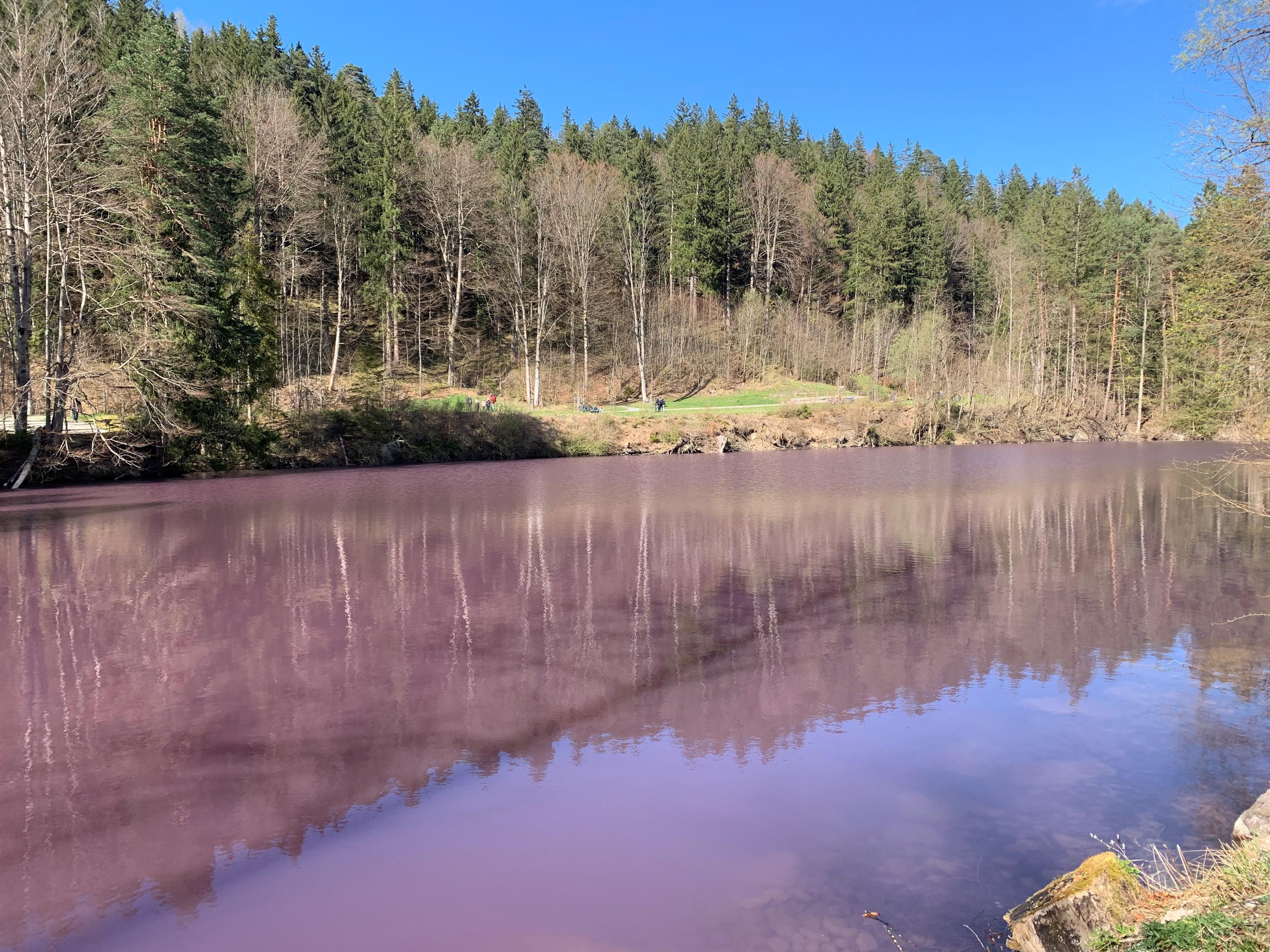 Im kleinen Gipsbruchweiher im Faulenbacher Tal bei Füssen brachten blühende Purpurbakterien das Wasser zum leuchten.