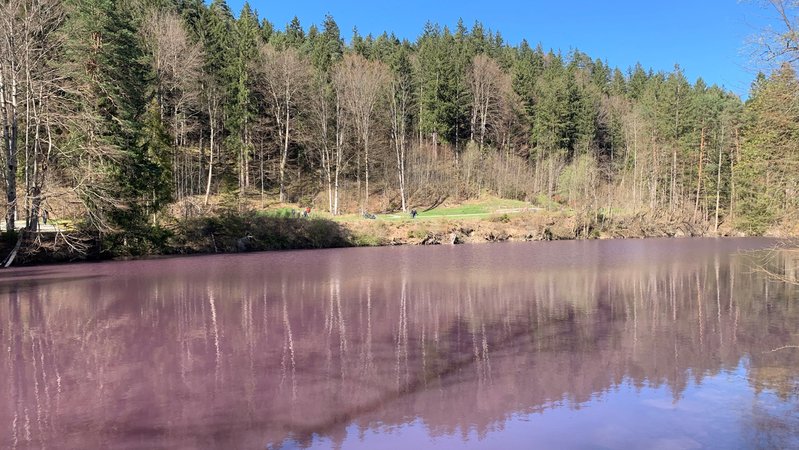 Im kleinen Gipsbruchweiher im Faulenbacher Tal bei Füssen brachten blühende Purpurbakterien das Wasser zum leuchten. | Bild: BR/Michaela Neukirch Im kleinen Gipsbruchweiher im Faulenbacher Tal bei Füssen brachten blühende Purpurbakterien das Wasser zum leuchten.