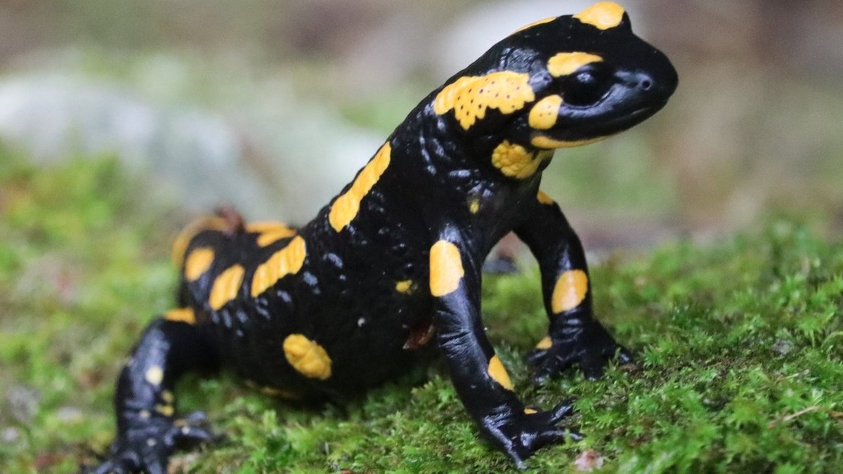 Ein Feuersalamander sitzt im Moos | Bild: Monique Potzler, Pottenstein, 27.09.2022 Ein Feuersalamander sitzt im Moos