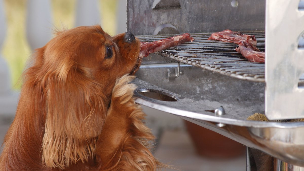 Schnauze weg: Grillfleisch ist nichts für Hunde