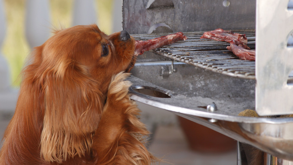 Hund klaut Fleisch vom Grill
