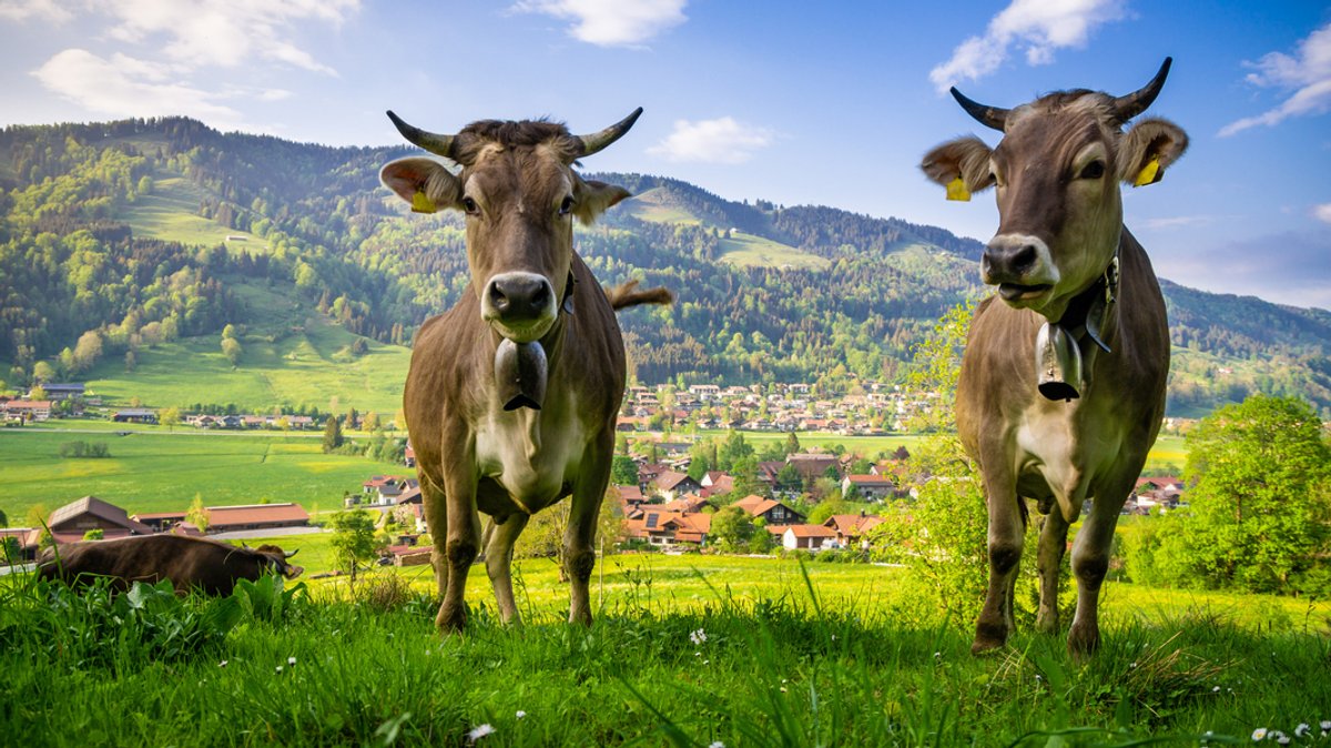 Immer mehr Landwirte in Bayern wirtschaften ökologisch
