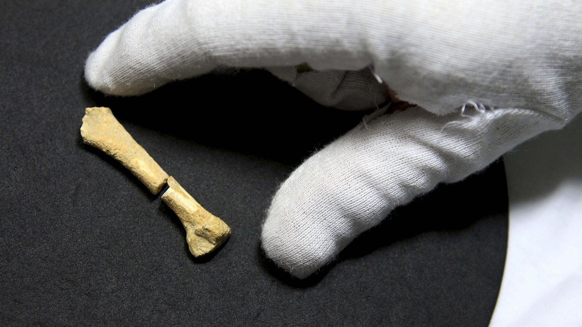 Ein Fußknochen, der in der Callao-Höhle im Norden der Philippinen entdeckt wurde. Er ist 61 Millimeter und mindestens 67.000 Jahre alt. 