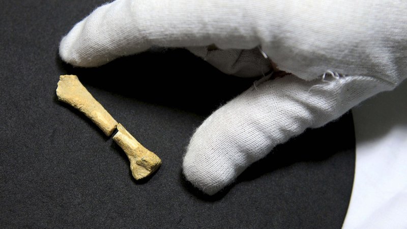 Ein Fußknochen, der in der Callao-Höhle im Norden der Philippinen entdeckt wurde. Er ist 61 Millimeter und mindestens 67.000 Jahre alt. 