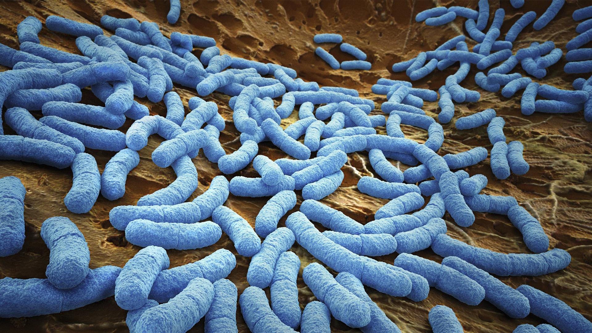 Kolibakterien unter dem Mikroskop