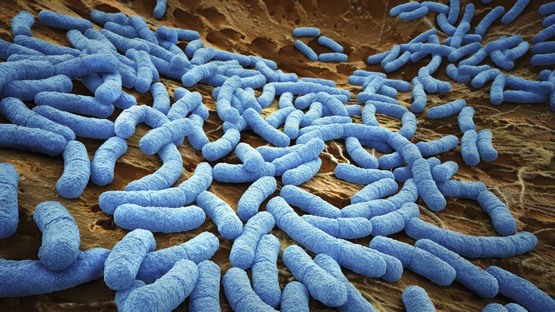 Kolibakterien unter dem Mikroskop | Bild: picture alliance / Ikon Images | Ian Cuming Kolibakterien unter dem Mikroskop