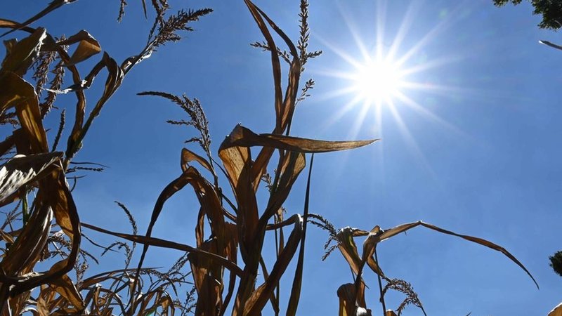 Ein Maisfeld in der prallen Sonne. Hitze und Trockenheit setzen der Landwirtschaft zu. Das betrifft diesen Sommer besonders die Kartoffel-, Mais- und Zuckerrübenernte.
