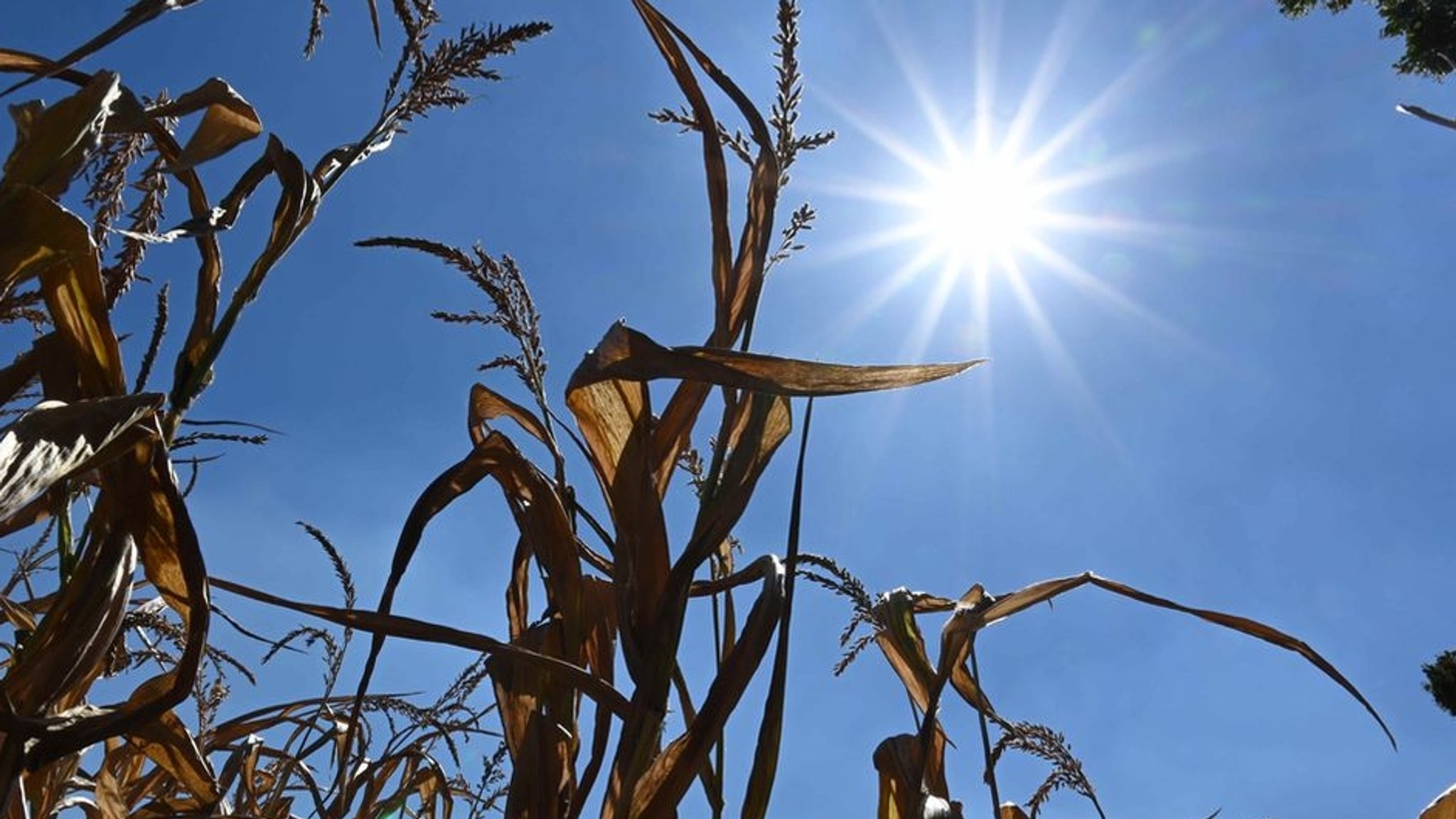 Wetterbilanz des DWD: Der Sommer der Rekorde