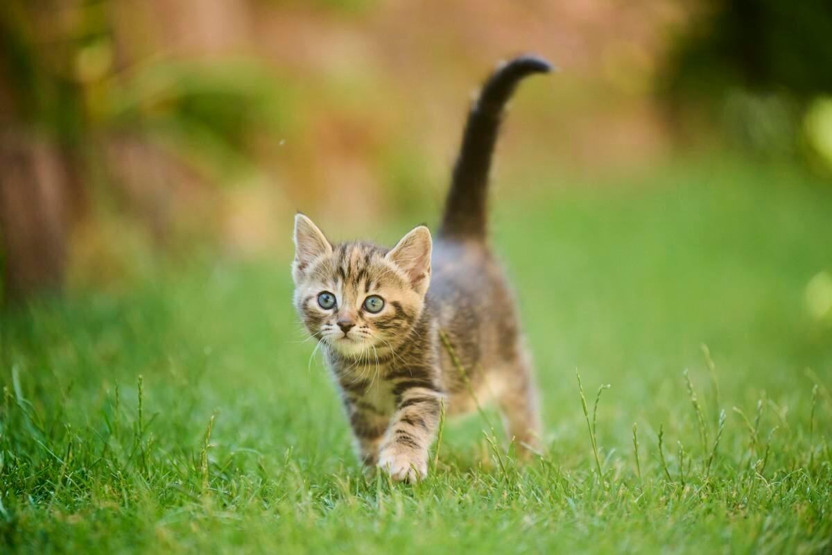 Eine junge Bengalkatze läuft über Gras.