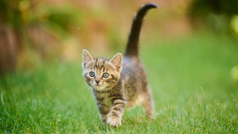 Eine junge Bengalkatze läuft über Gras. | Bild: picture alliance / imageBROKER | David & Micha Sheldon Eine junge Bengalkatze läuft über Gras.