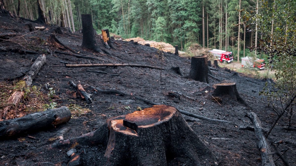Archivbild, 13.06.2023: Verbrannter Waldboden mit Einsatzwagen der Feuerwehr, die den Brand gelöscht haben. Mehrere Hektar eines Waldgebiets an der Grenze von Bayern und Thüringen sind am Dienstag in Brand geraten.