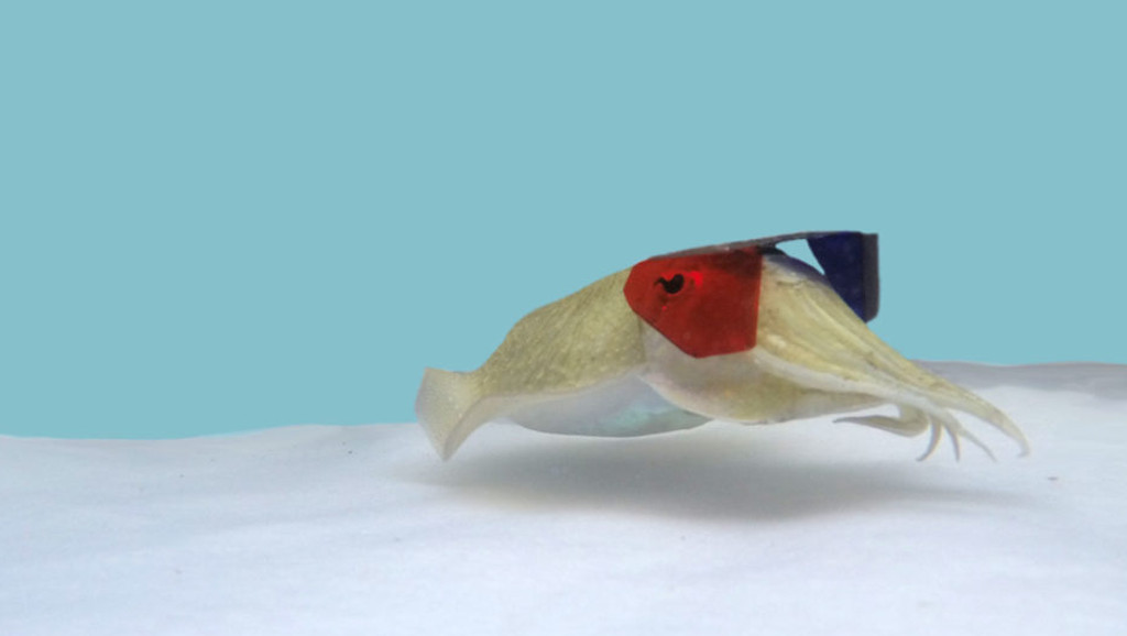Tintenfisch mit 3D-Brille
