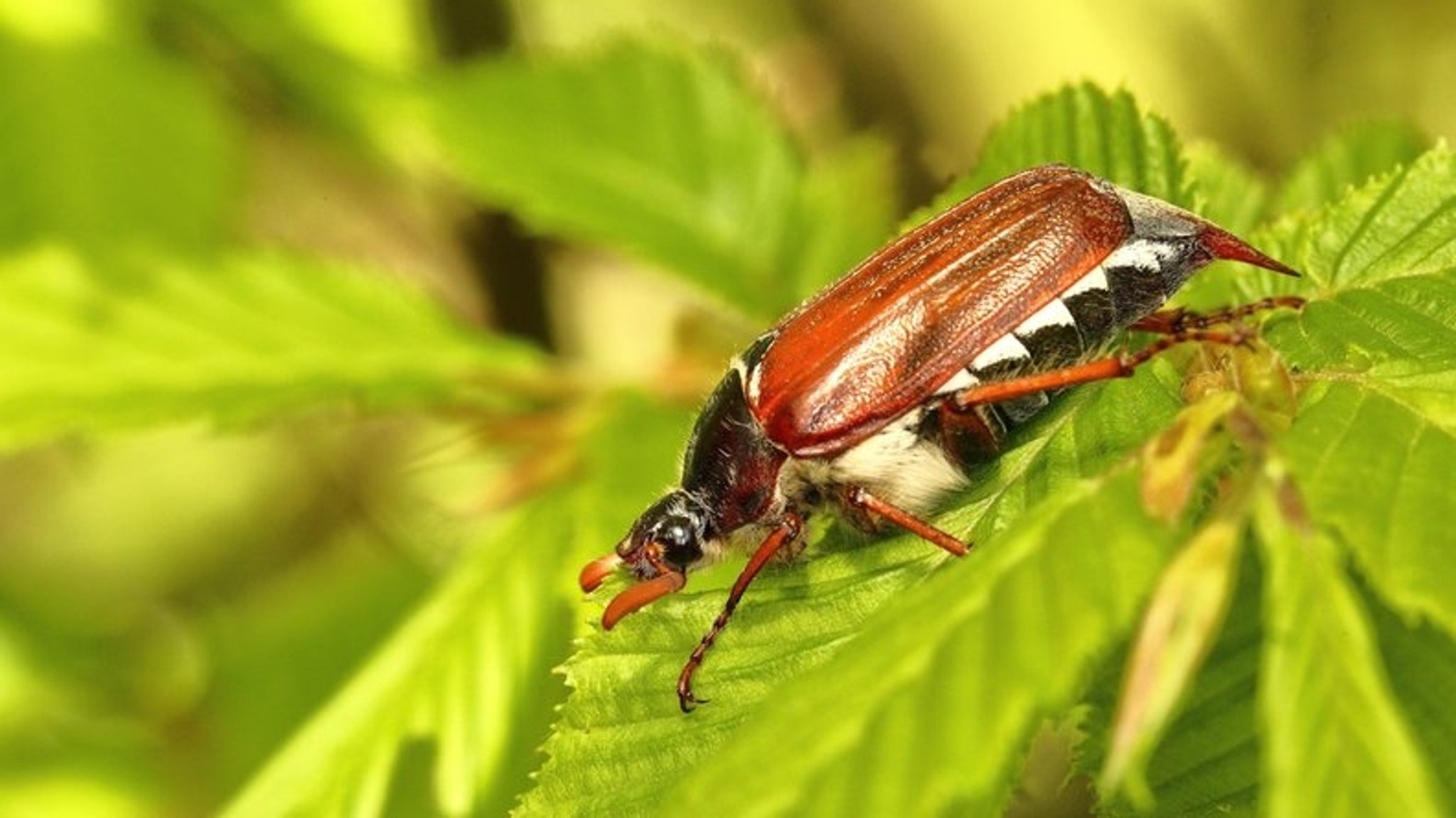 Waldmaikäfer hält Forstleute auf Trab