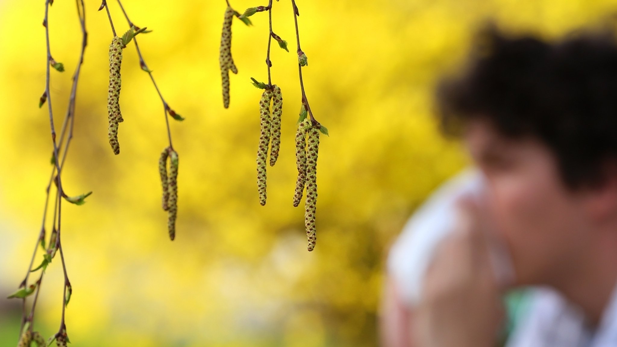 #faktenfuchs: So viel Pollen wie nie?