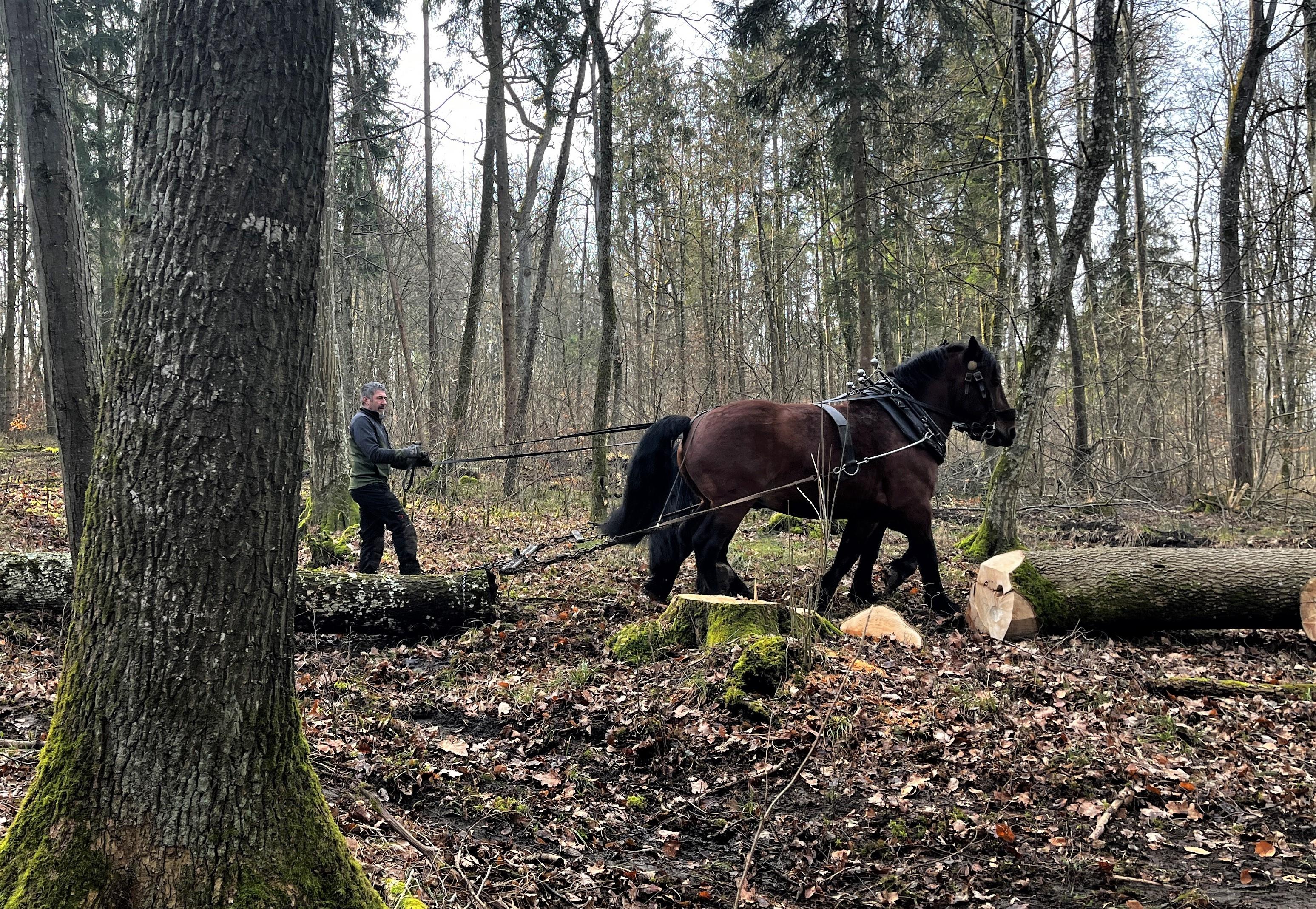 Zwei Pferde beim Holzrücken im Donauwörther Stadtwald. 
