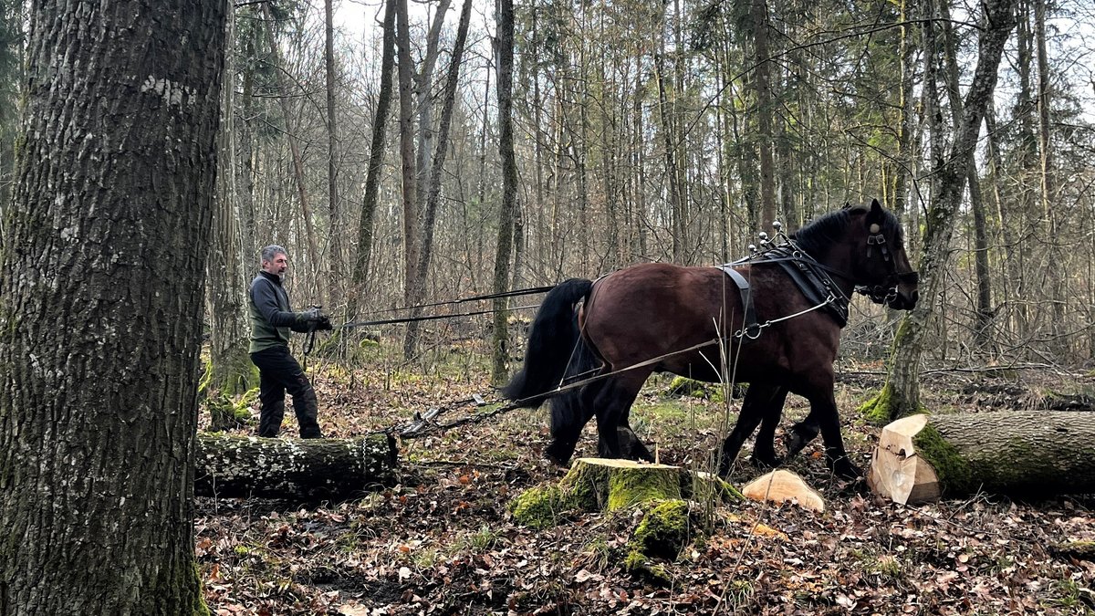 Zwei Pferde beim Holzrücken im Donauwörther Stadtwald. 