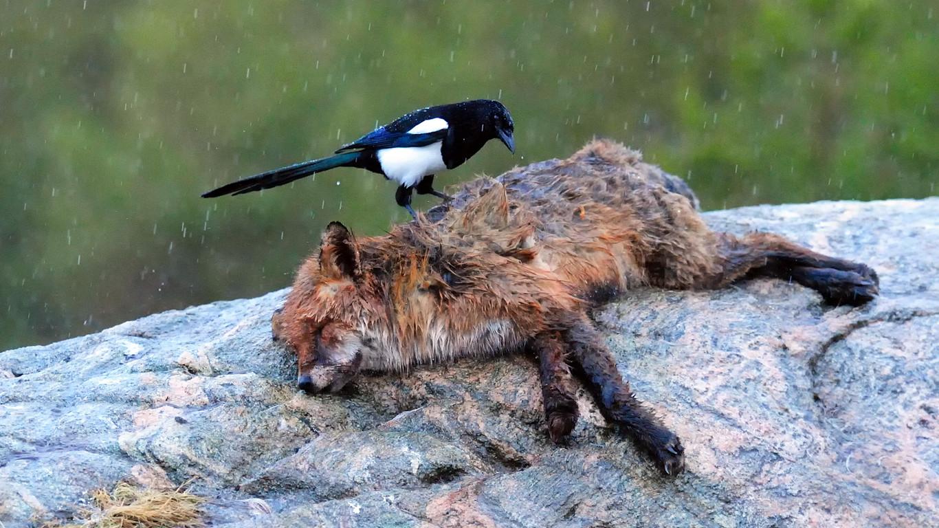 Niederbayern Die 3 Nachtragsmeldung Über Tote Vögel Experten Warnen - ew612dh