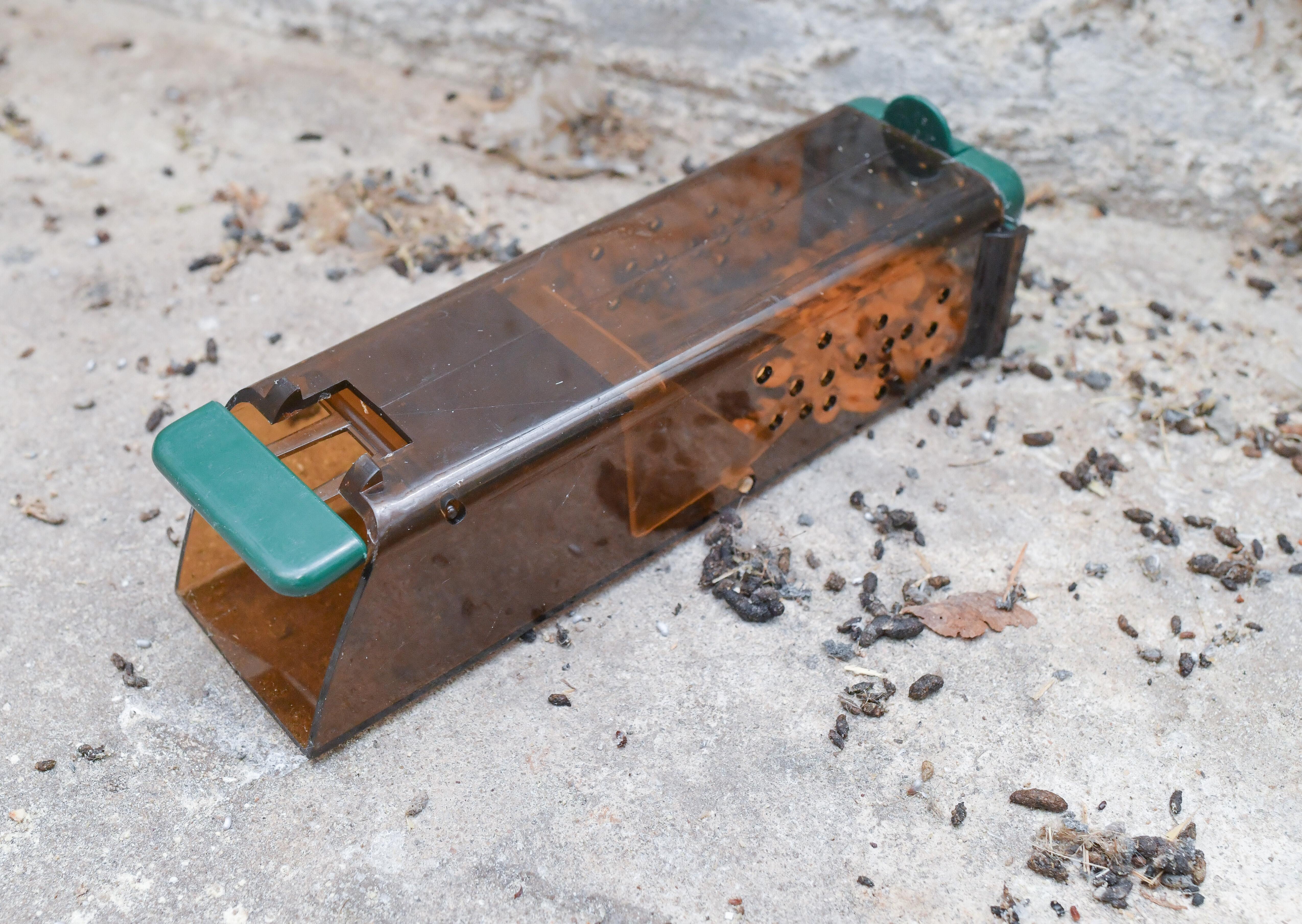 Leere Mausefalle zwischen Mäusekot auf Stallboden