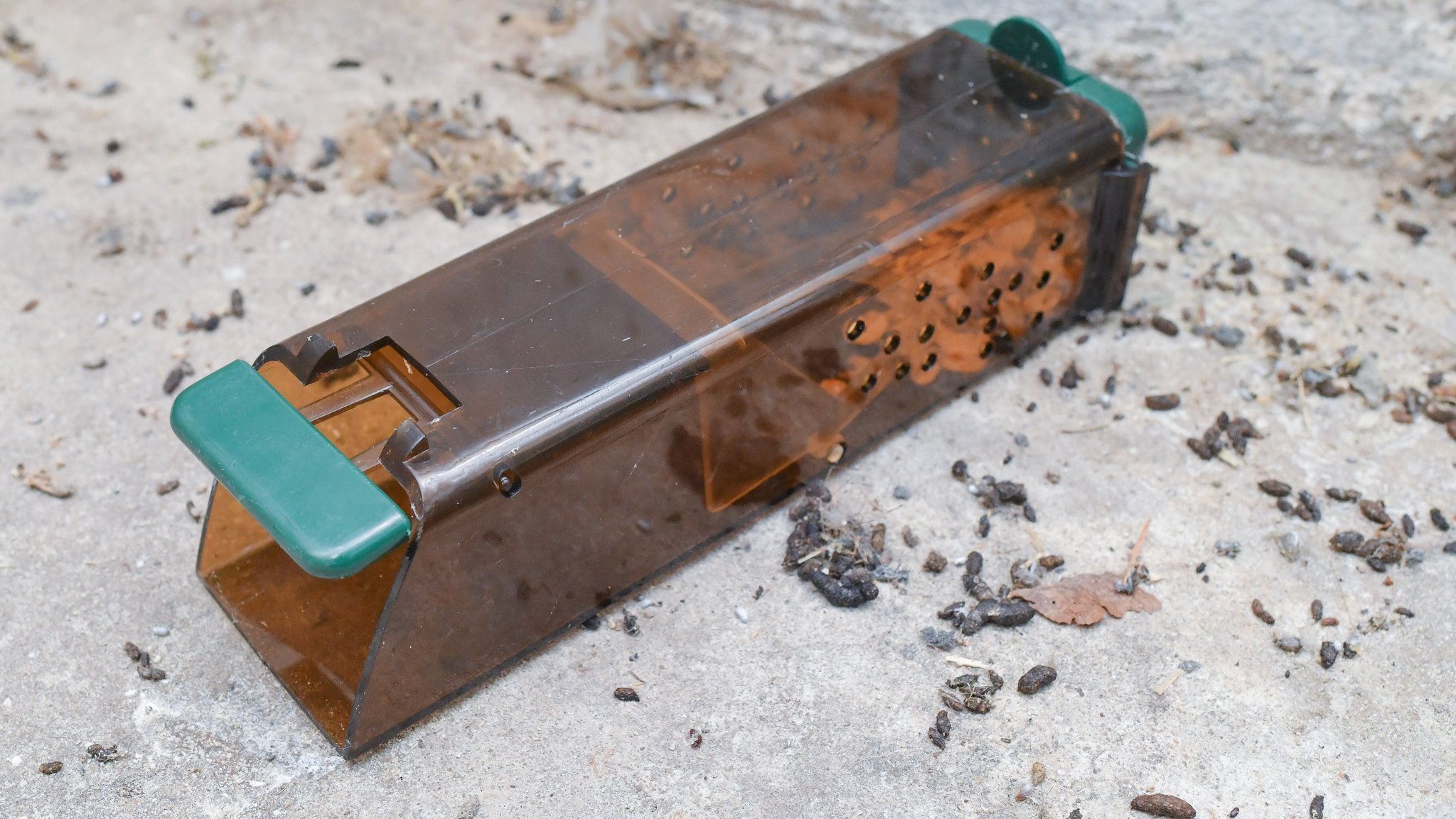 Nicht zu unterschätzen: Forscher warnen vor Bornavirus