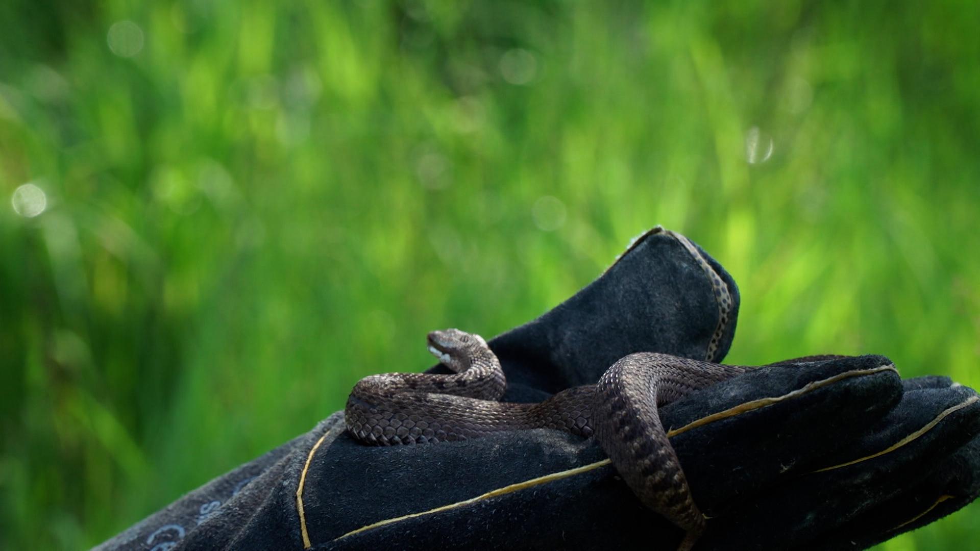 Behandschuhte Hand hält Kreuzotter
