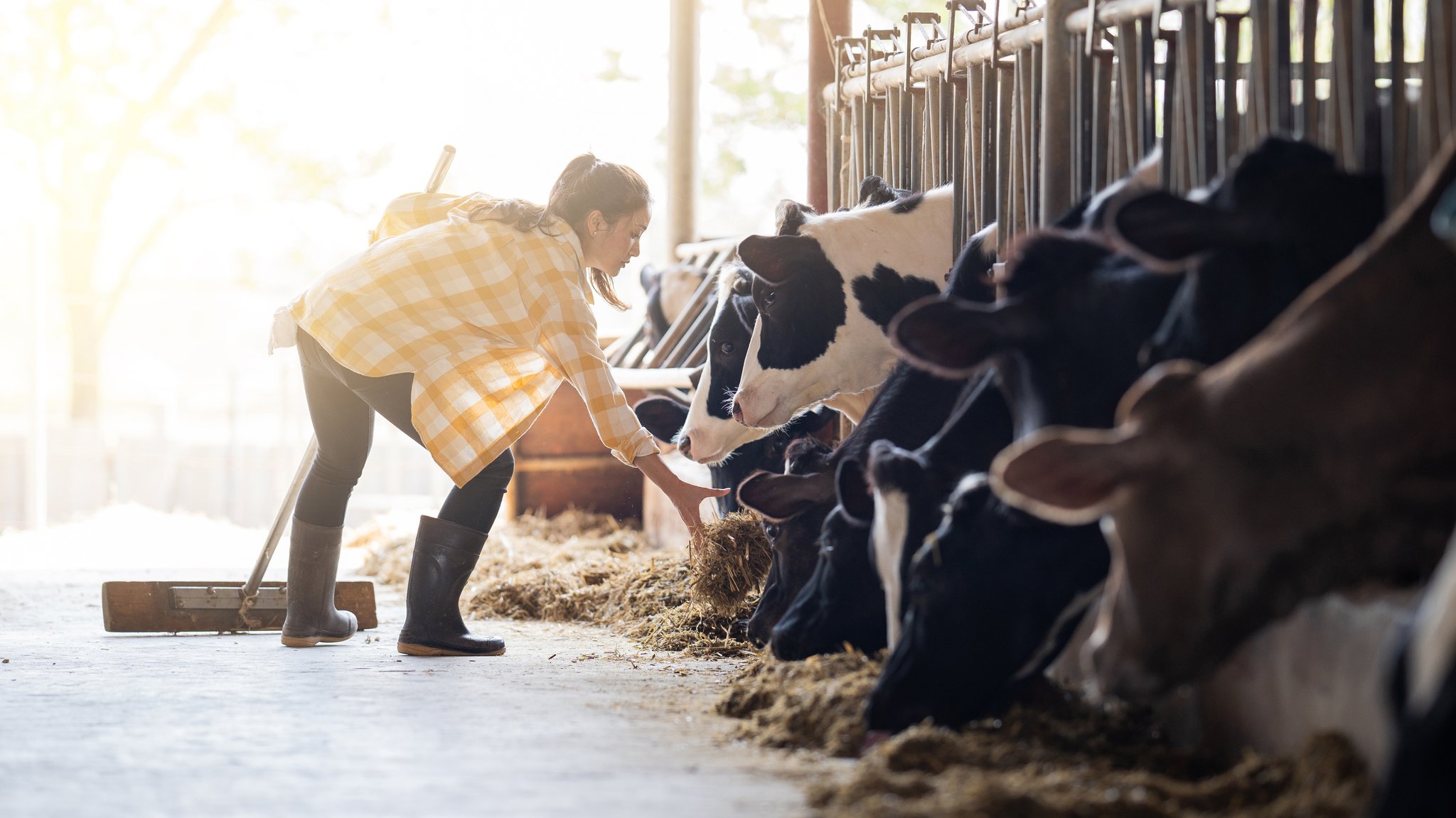 Junge Landwirtin, die im Kuhstall das Futter zurechtlegt. | Bild: stock.adobe.com/torwaiphoto Junge Landwirtin, die im Kuhstall das Futter zurechtlegt.