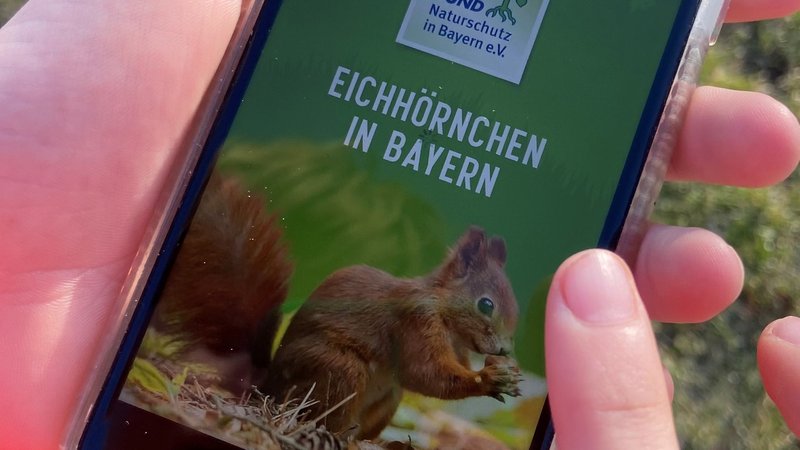 Ein Handy mit der Eichhörnchen-App des Bund Naturschutz