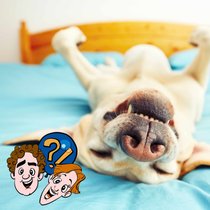 Welches Tier schnarcht am lautesten? | Bild: Colourbox