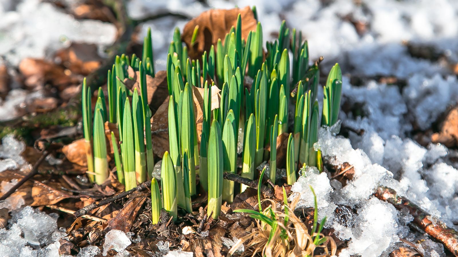 Climate change: Is the phenological winter really over?