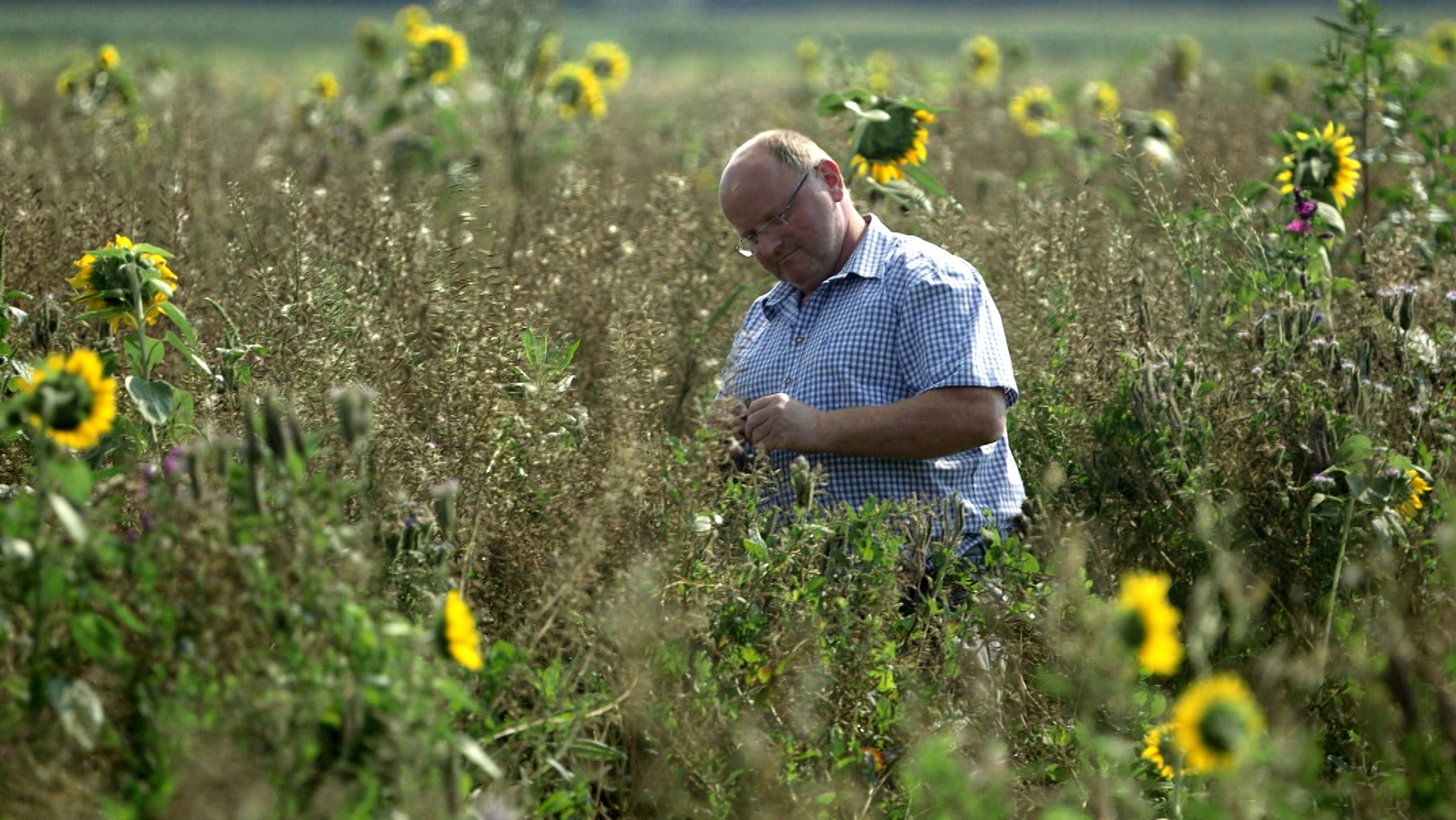 Landwirt Heiß in einer Blühwiese