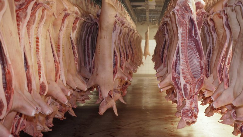 Verbrauchern ist wichtig, dass das Fleisch von Tieren aus der Region kommt. Aber wo werden die Tiere geschlachtet? Schlachthöfe wirtschaftlich und tierschutzkonform zu betreiben, ist eine immer größere Herausforderung. So ist die Situation in Bayern. | Bild: BR Verbrauchern ist wichtig, dass das Fleisch von Tieren aus der Region kommt. Aber wo werden die Tiere geschlachtet? Schlachthöfe wirtschaftlich und tierschutzkonform zu betreiben, ist eine immer größere Herausforderung. So ist die Situation in Bayern.