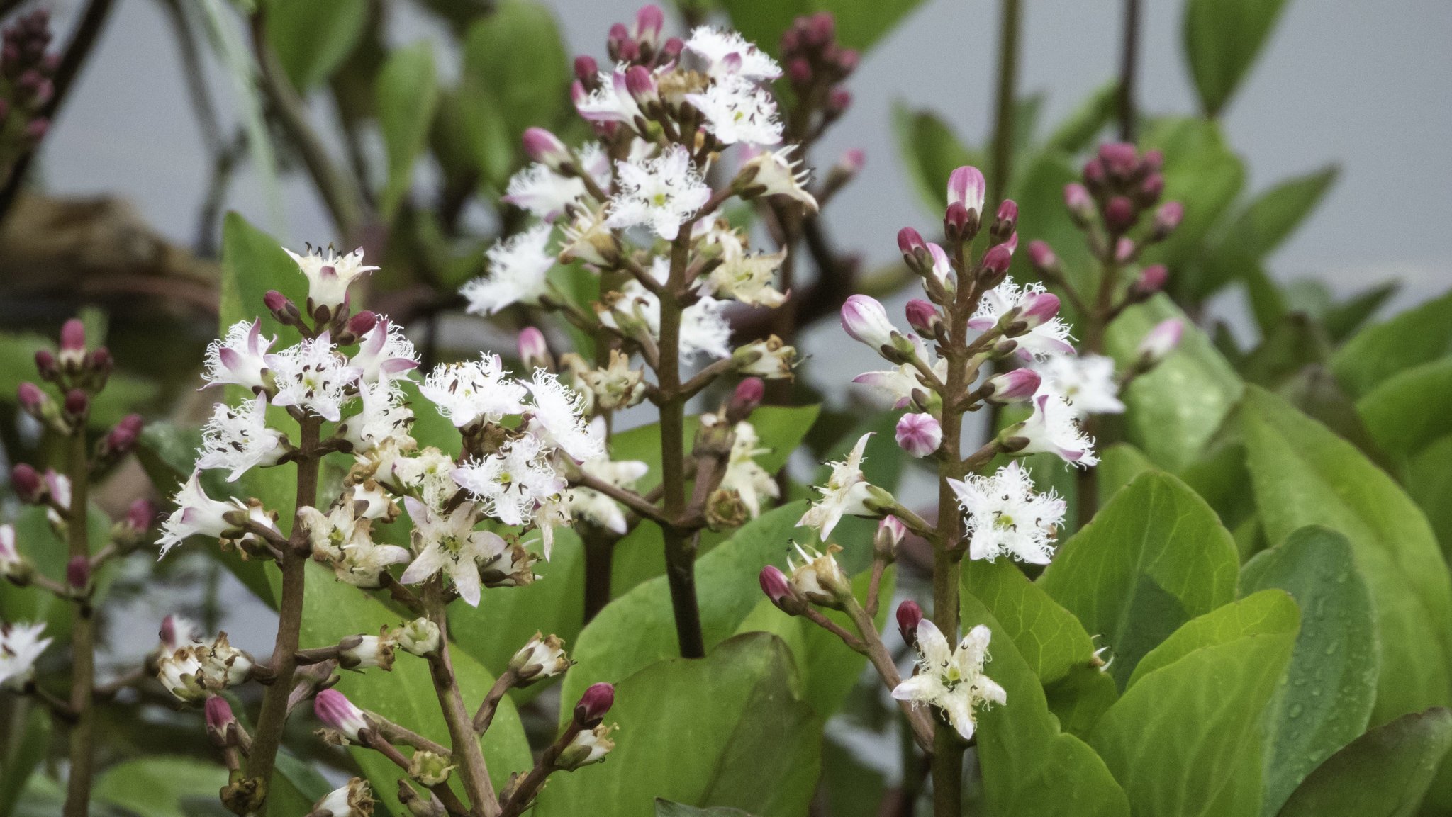 Der Fieberklee wurde zur Blume des Jahres 2020 gekürt.