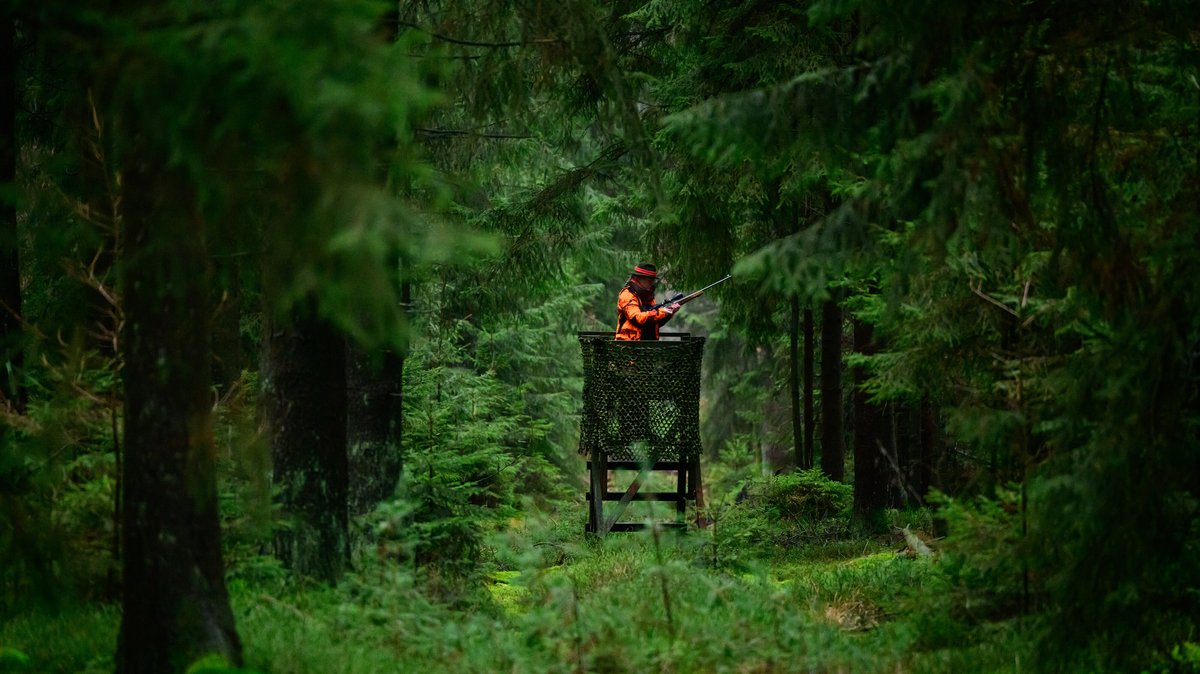 Bayerns Jagdverband will "Wald vor Wild" aus Gesetz streichen